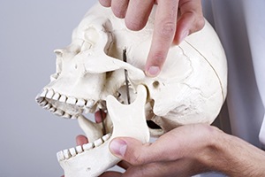 Man holding model of human skull pointing